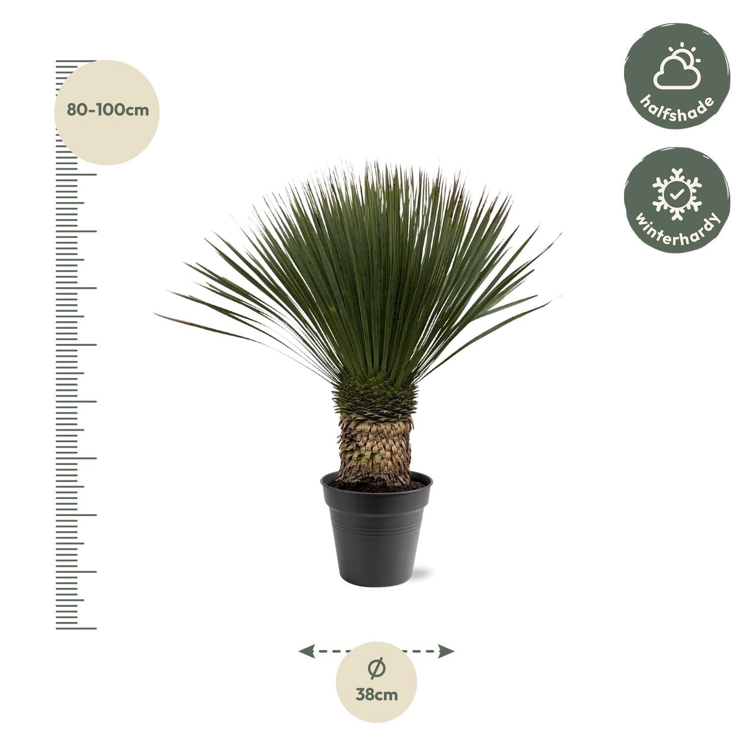 green-guardia-yucca-rostrata-blaue-palmlilie-140-160-cm-winterhart image 2