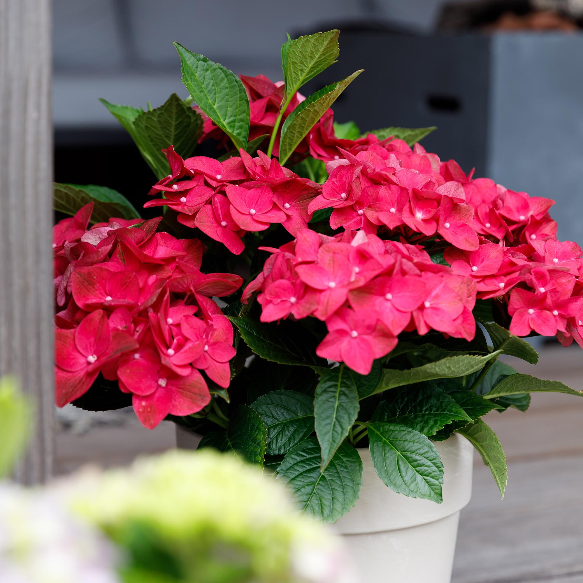 green-guardia-hortensie-magical-balkonpflanze-23-cm-topf-rot image 4