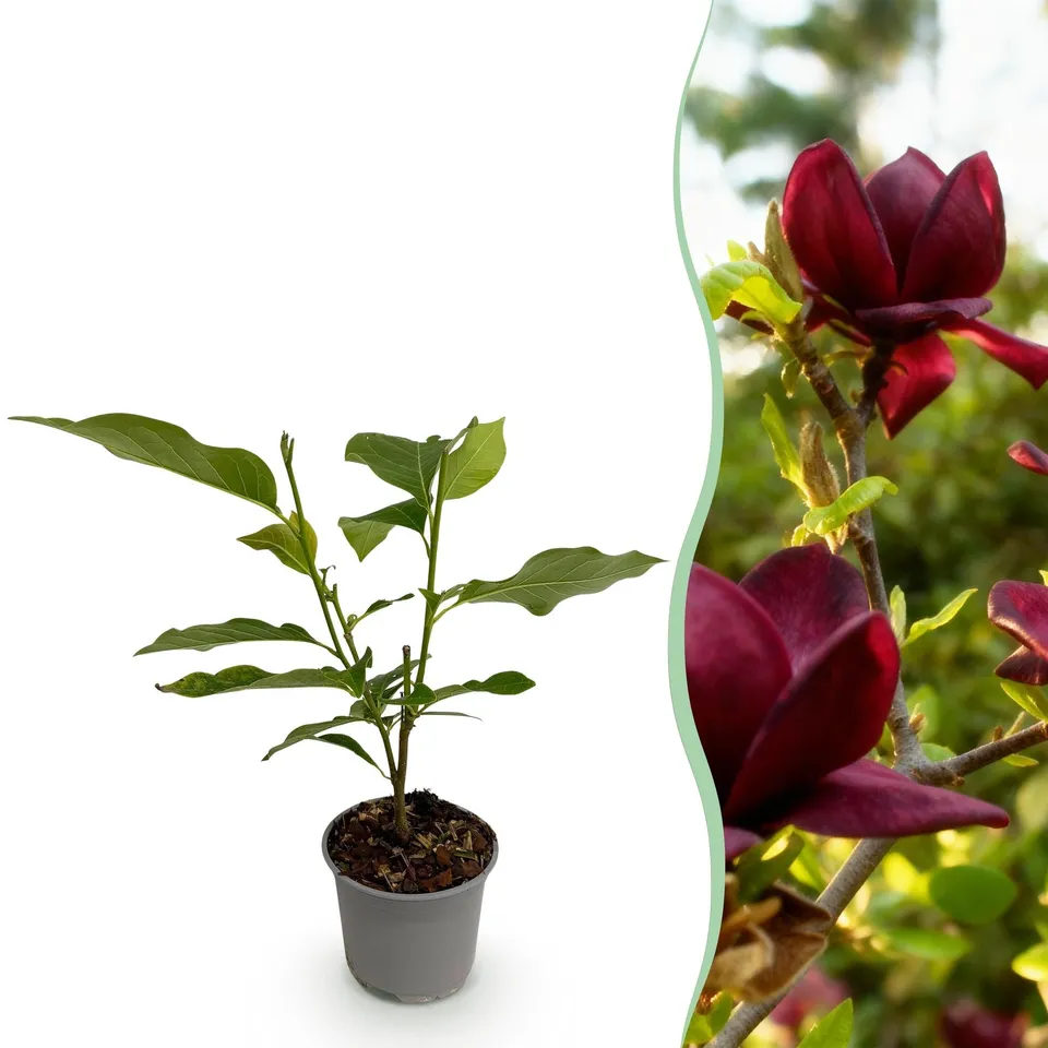 green-guardia-magnolia-genie-zierstrauch-30-cm image 1