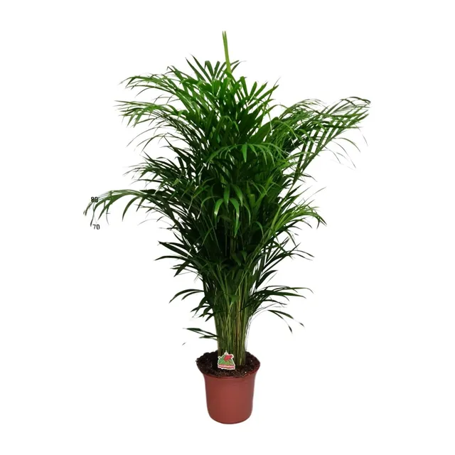 green-guardia-areca-palme-dypsis-lutescens-21cm-110cm-luftreinigend image 1