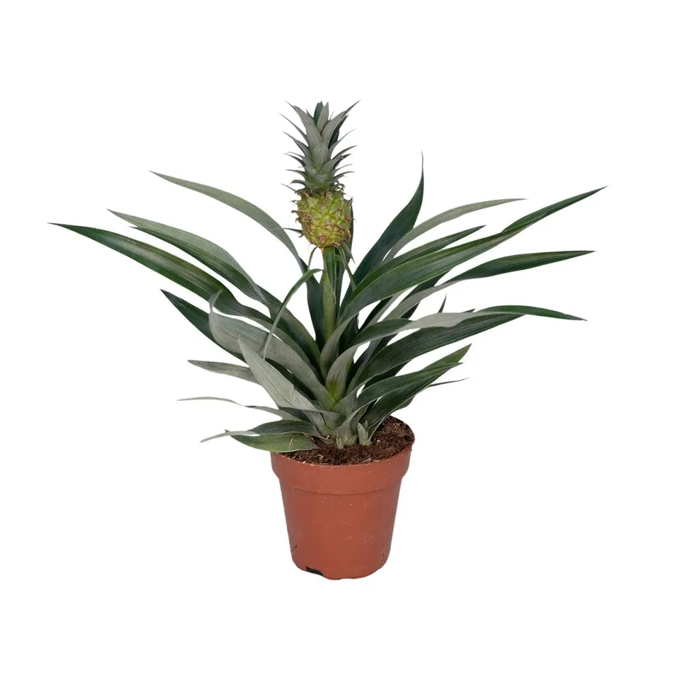 green-guardia-ananas-bromelia-zierananas-30cm-12cm-topf image 1