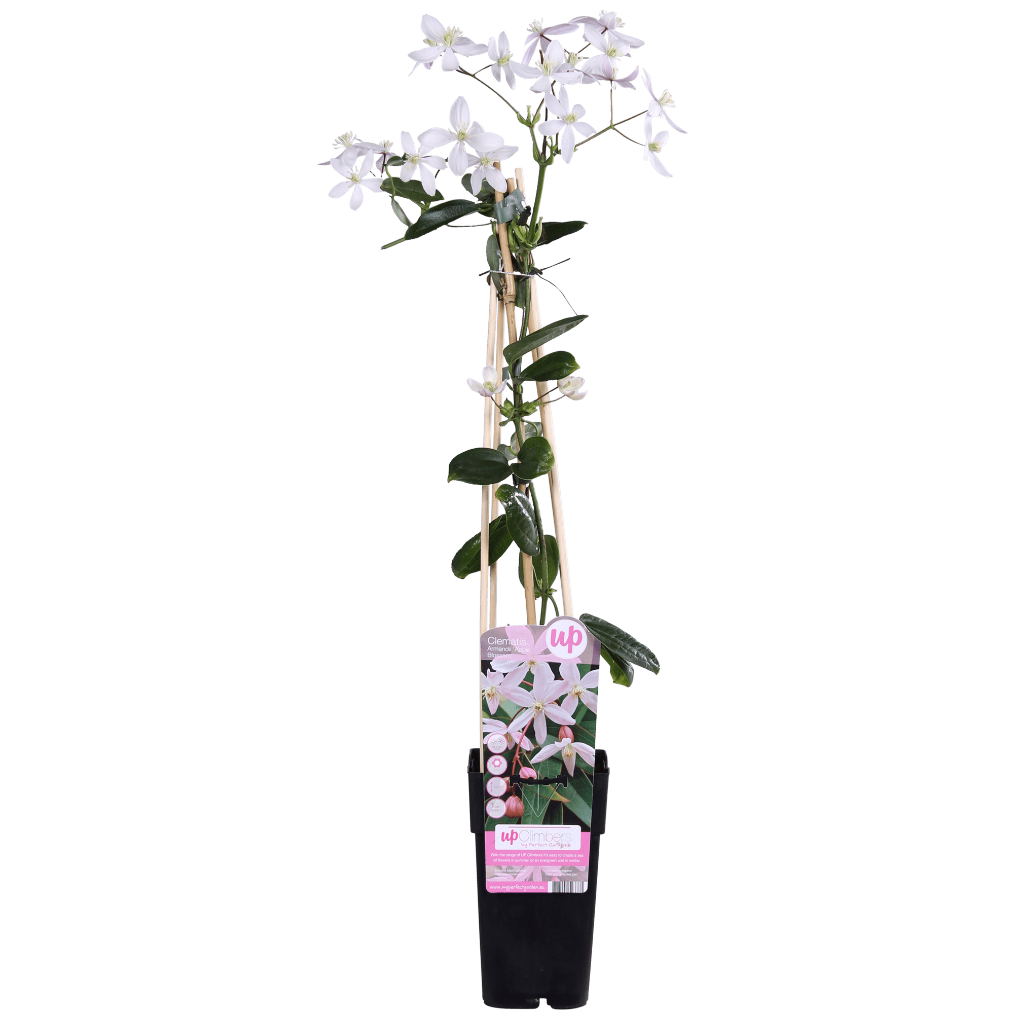 green-guardia-apple-blossom-clematis-15cm-immergr-n-hellrosa image 1