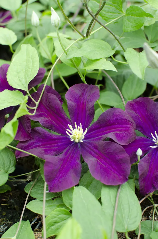 green-guardia-unsere-pflanzen-clematis-warszawska-nike-kletterpflanze image 1
