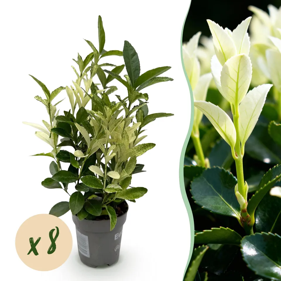 green-guardia-paloma-blanca-spindelstrauch-8-pflanzen-9cm image 1