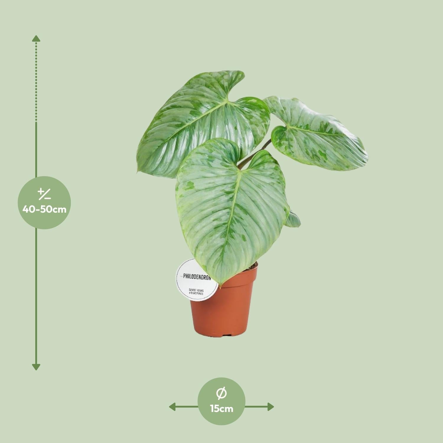 green-guardia-sodiroi-philodendron-zimmerpflanze-45-cm image 2