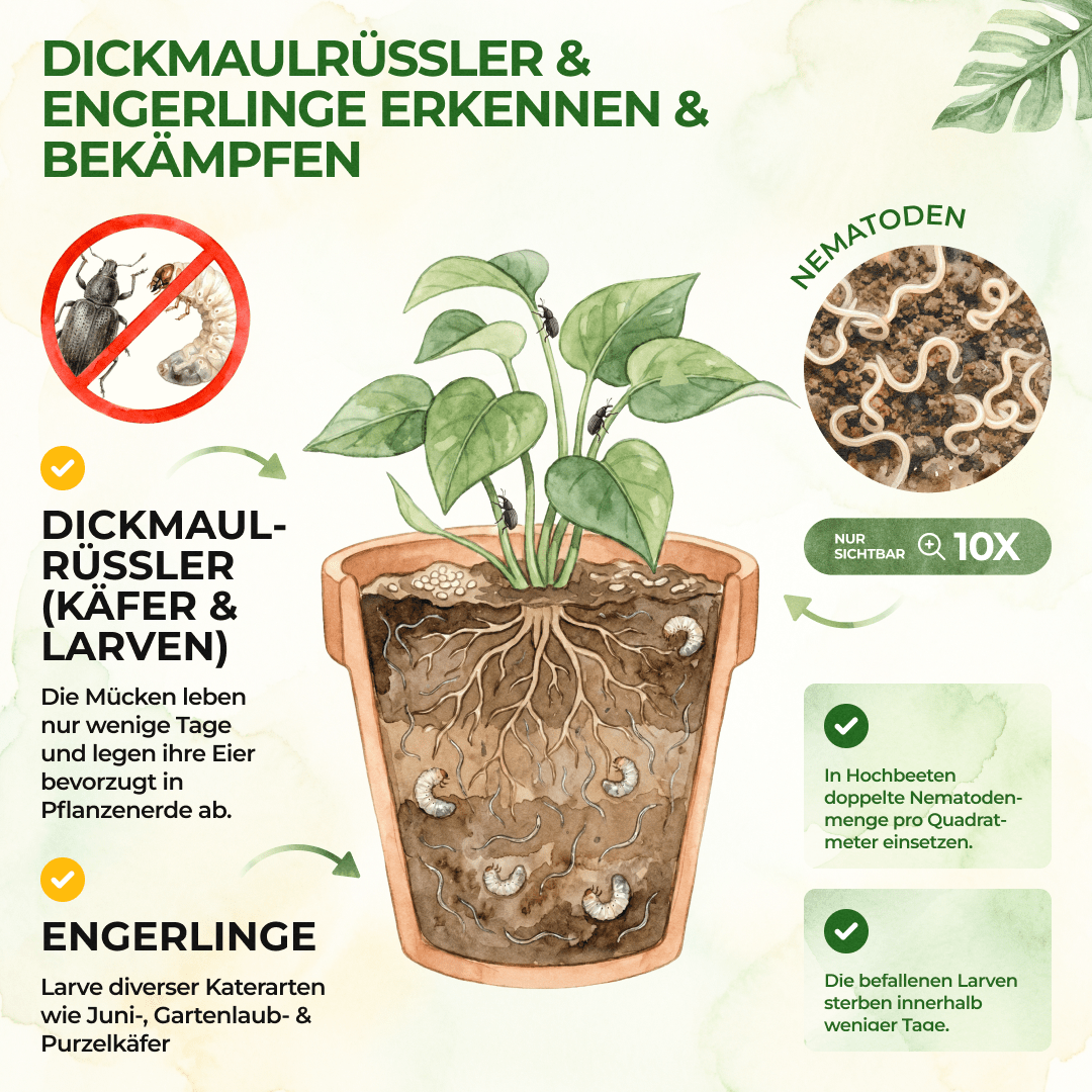 green-guardia-nematoden-hb-n-tzlinge-gegen-dickmaulr-ssler-1-mio-f-r-2m image 2