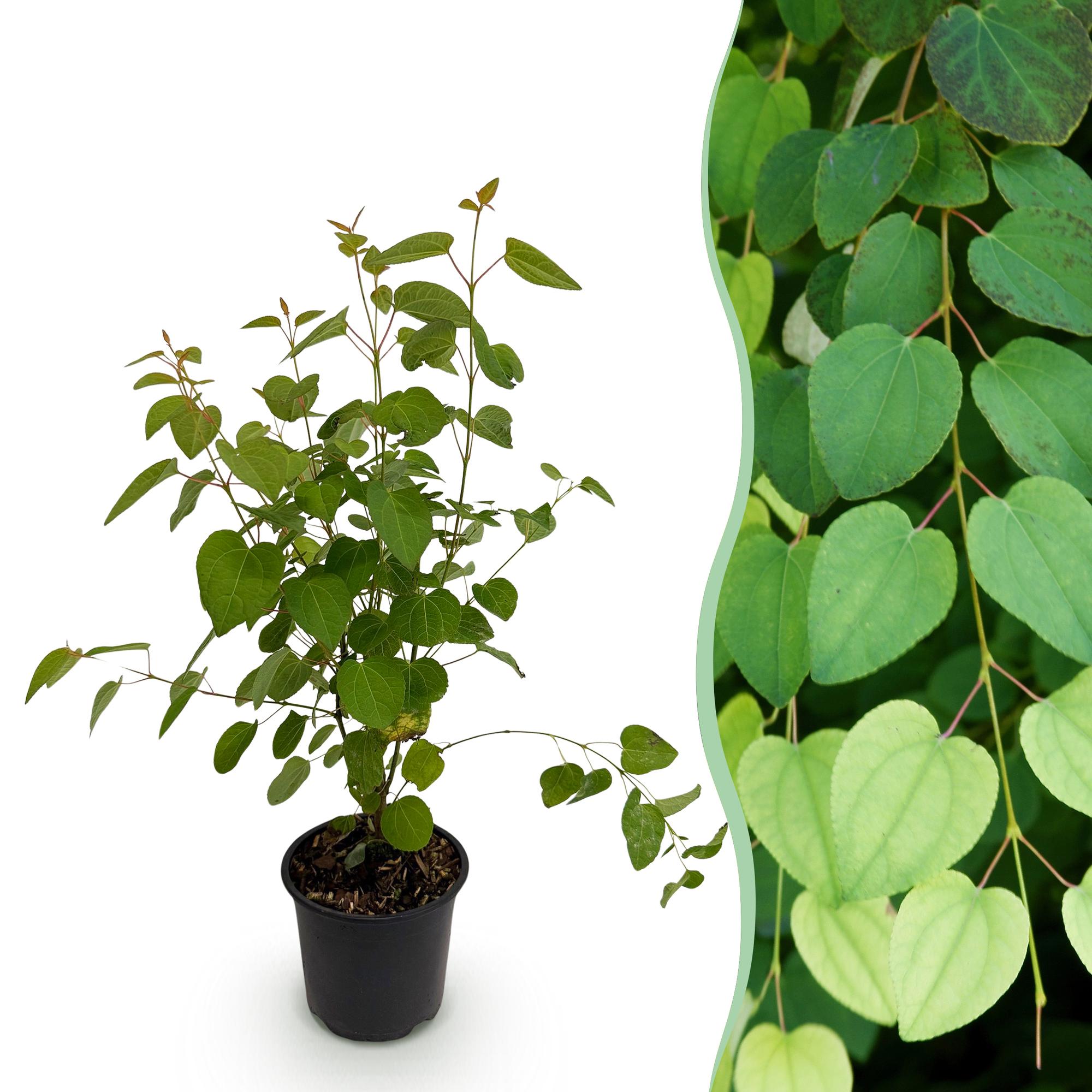 green-guardia-unsere-pflanzen-cercidiphyllum-japonicum-zierstrauch-12cm image 1