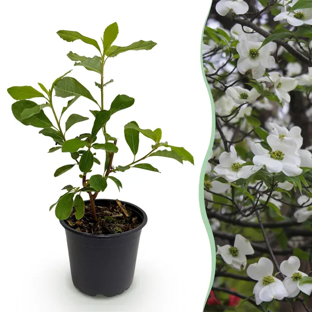 green-guardia-unsere-pflanzen-florida-cornus-zierstrauch-1-pflanze image 1