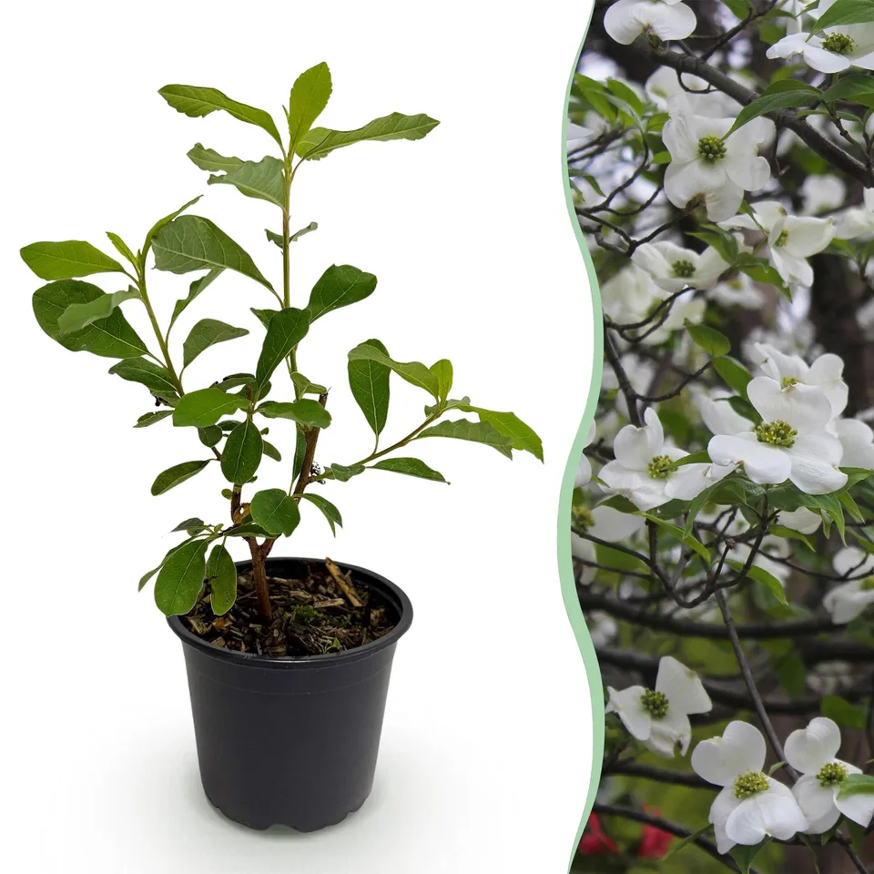 green-guardia-unsere-pflanzen-florida-cornus-zierstrauch-1-pflanze image 1