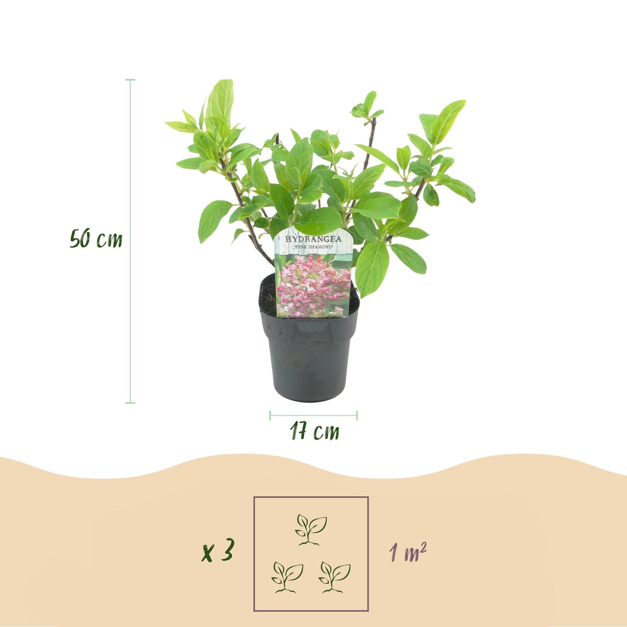 green-guardia-pink-diamond-rispenhortensie-17cm-topf-wei-rosa image 2