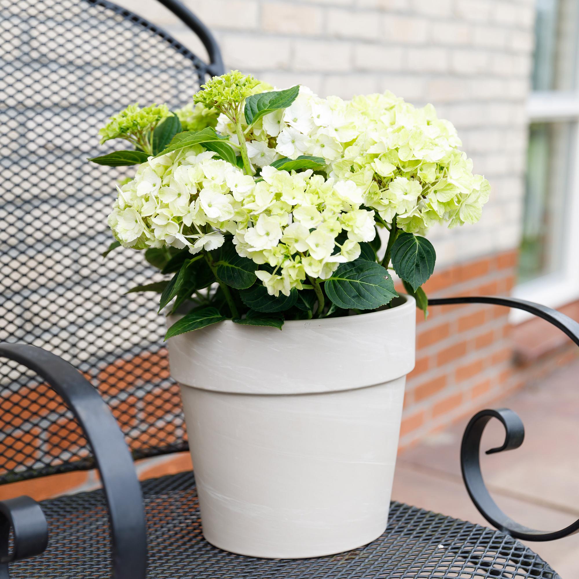 green-guardia-hortensie-magical-nobless-wei-23cm-winterhart image 4