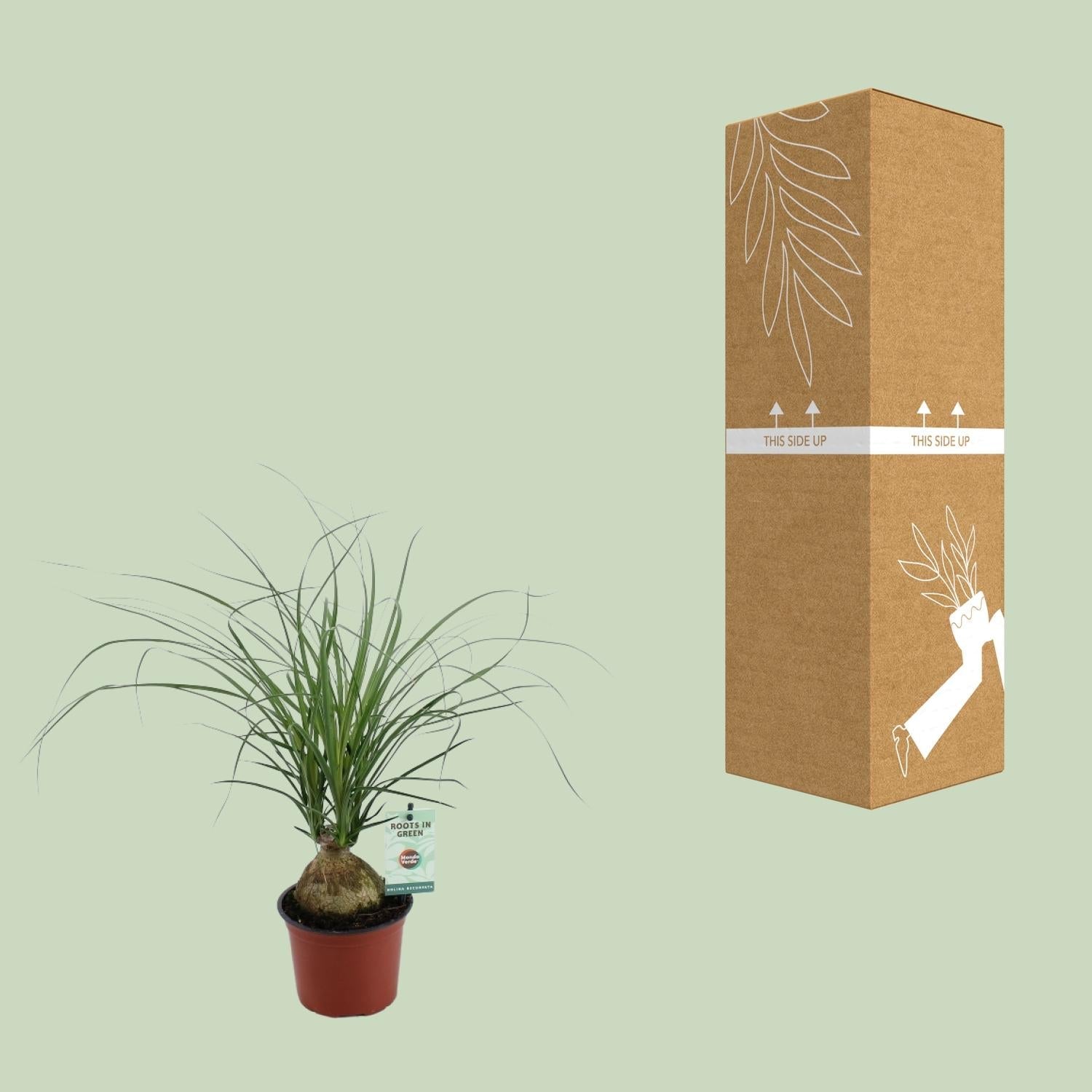 green-guardia-elefantenfu-beaucarnea-zimmerpflanze-45-cm image 3
