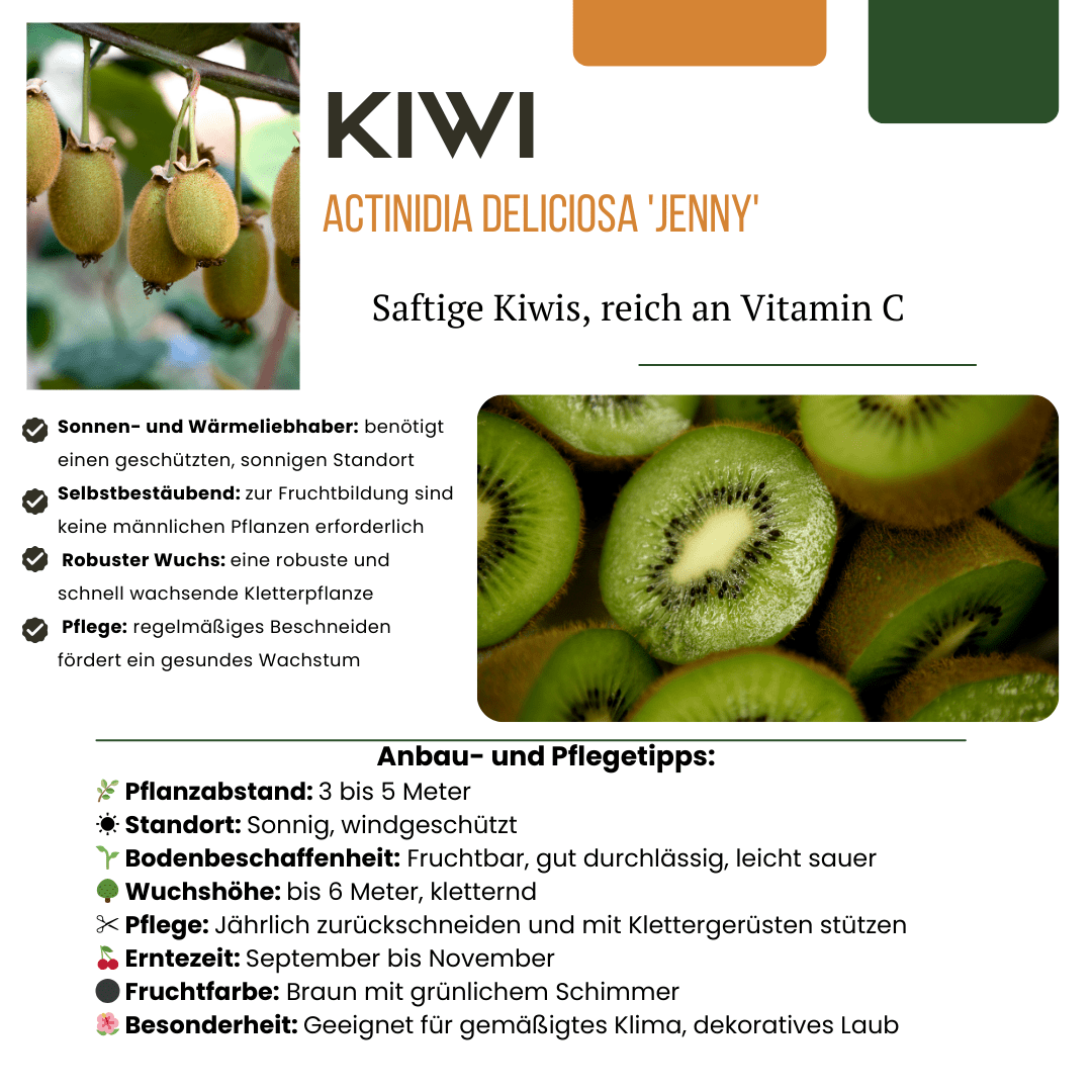 green-guardia-sommerfr-chte-obstpflanzen-mix-4-pflanzen-bio-selbstbest-ubend image 7