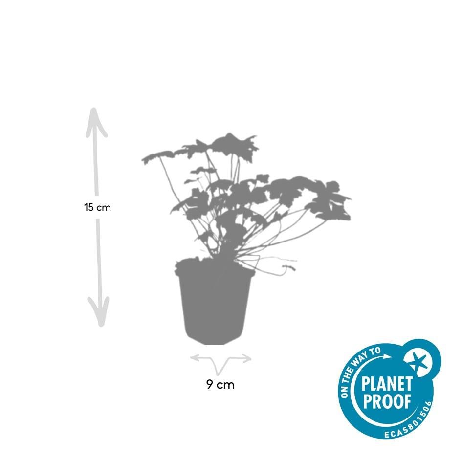 green-guardia-geranium-tiny-monster-storchschnabel-6-pflanzen image 2