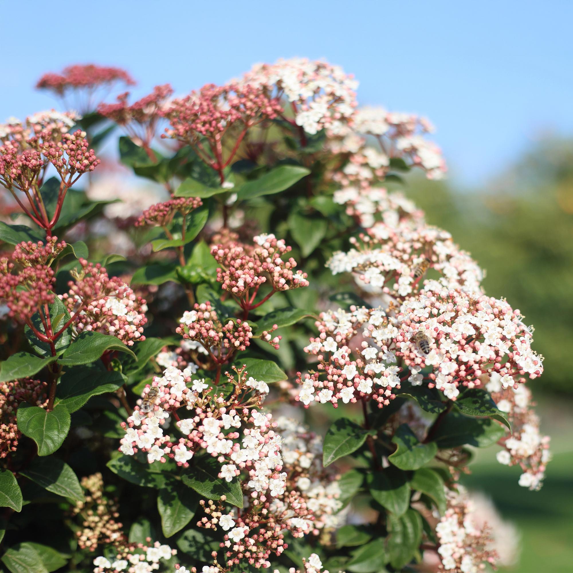 green-guardia-unsere-pflanzen-viburnum-tinus-stamm-90cm image 4