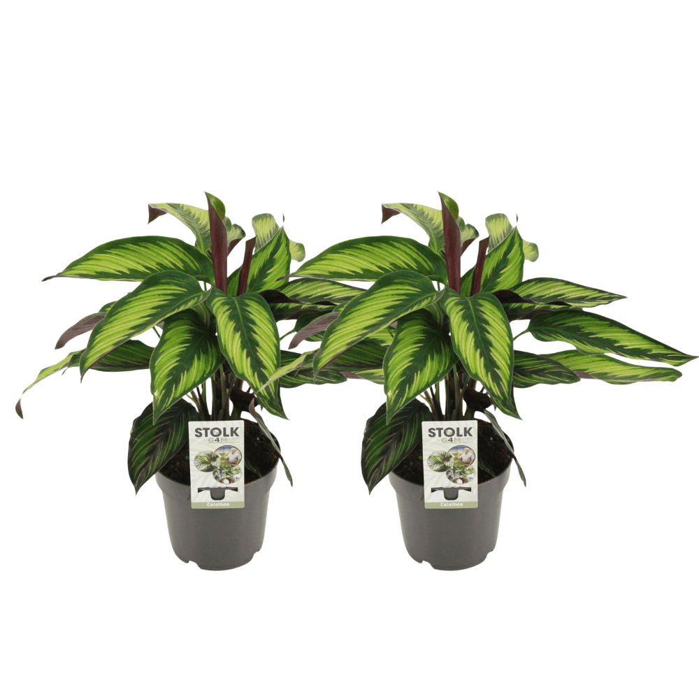 green-guardia-princeps-calathea-45cm-14cm-topf-zimmerpflanze image 2