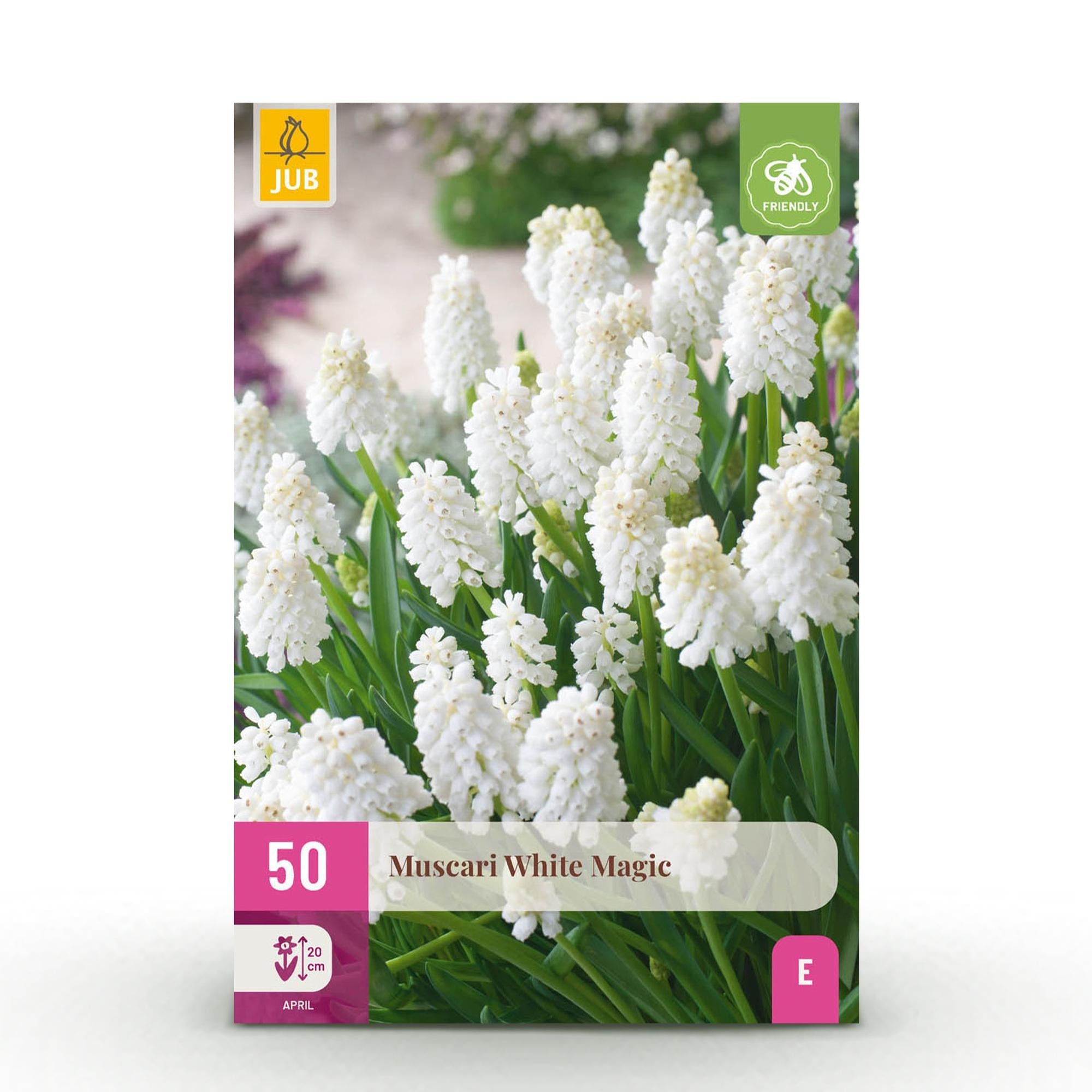 green-guardia-unsere-pflanzen-muscari-white-magic-50-zwiebeln-wei image 1