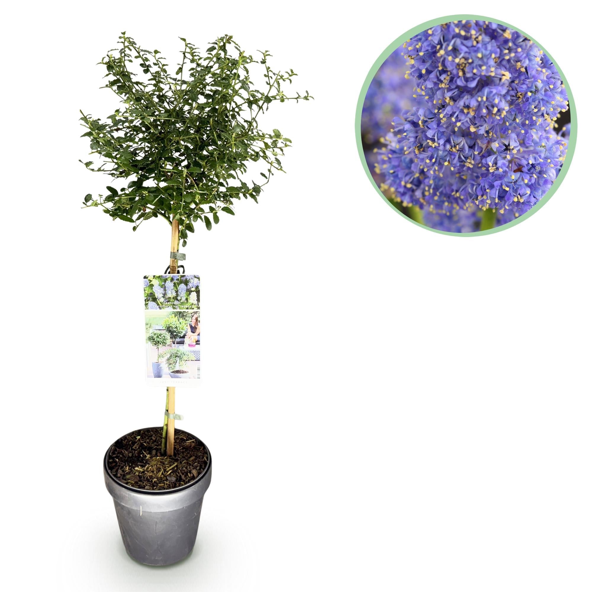 green-guardia-ceanothus-repens-stamm-pflanze-90-cm-topf image 1
