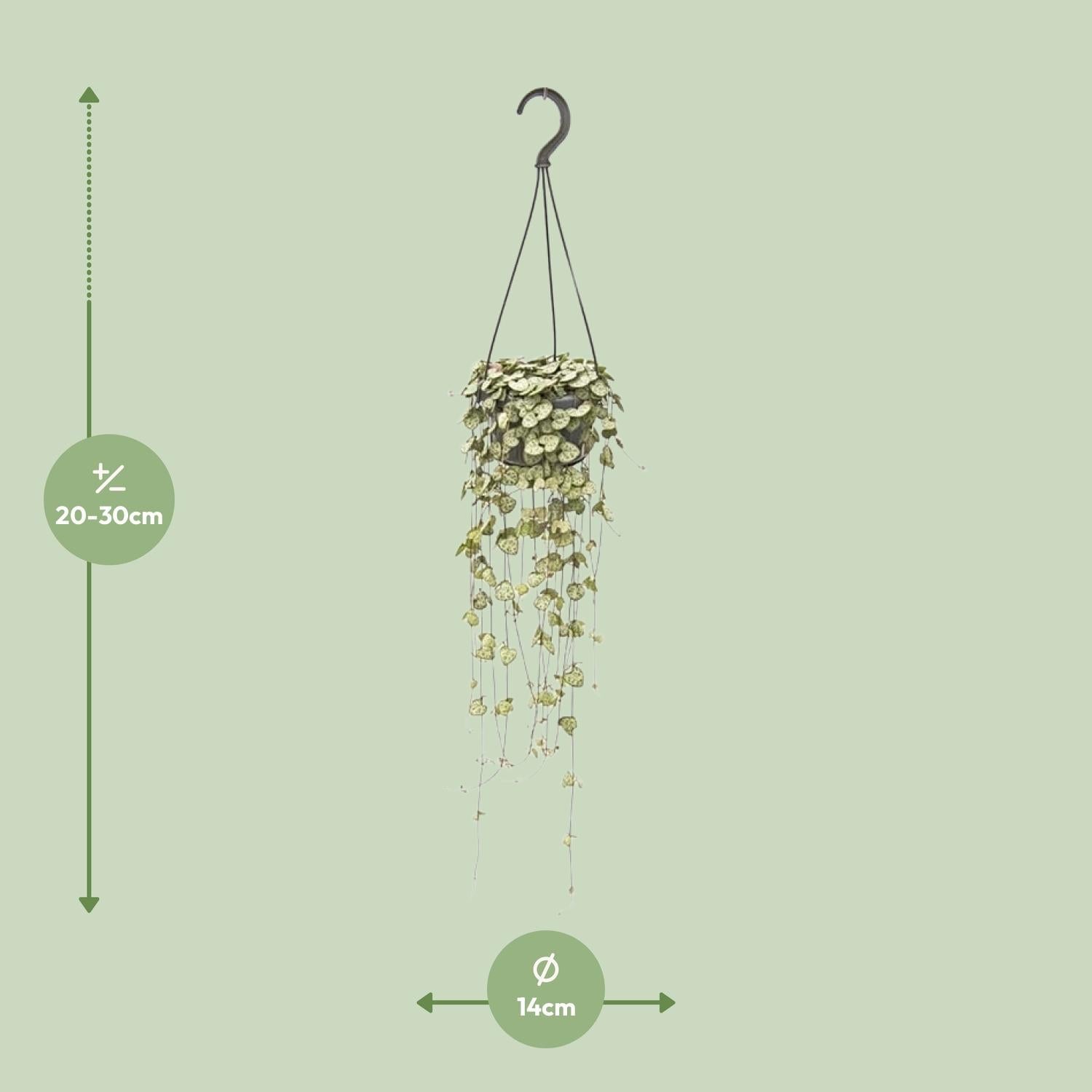 green-guardia-ceropegia-woodii-leuchterblume-50-cm-topf image 2