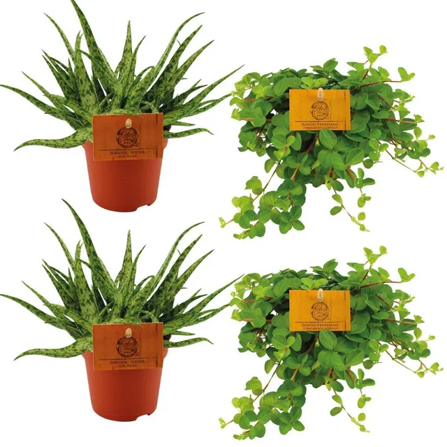 green-guardia-aloe-spider-peperomia-zimmerpflanzen-4er-set image 1