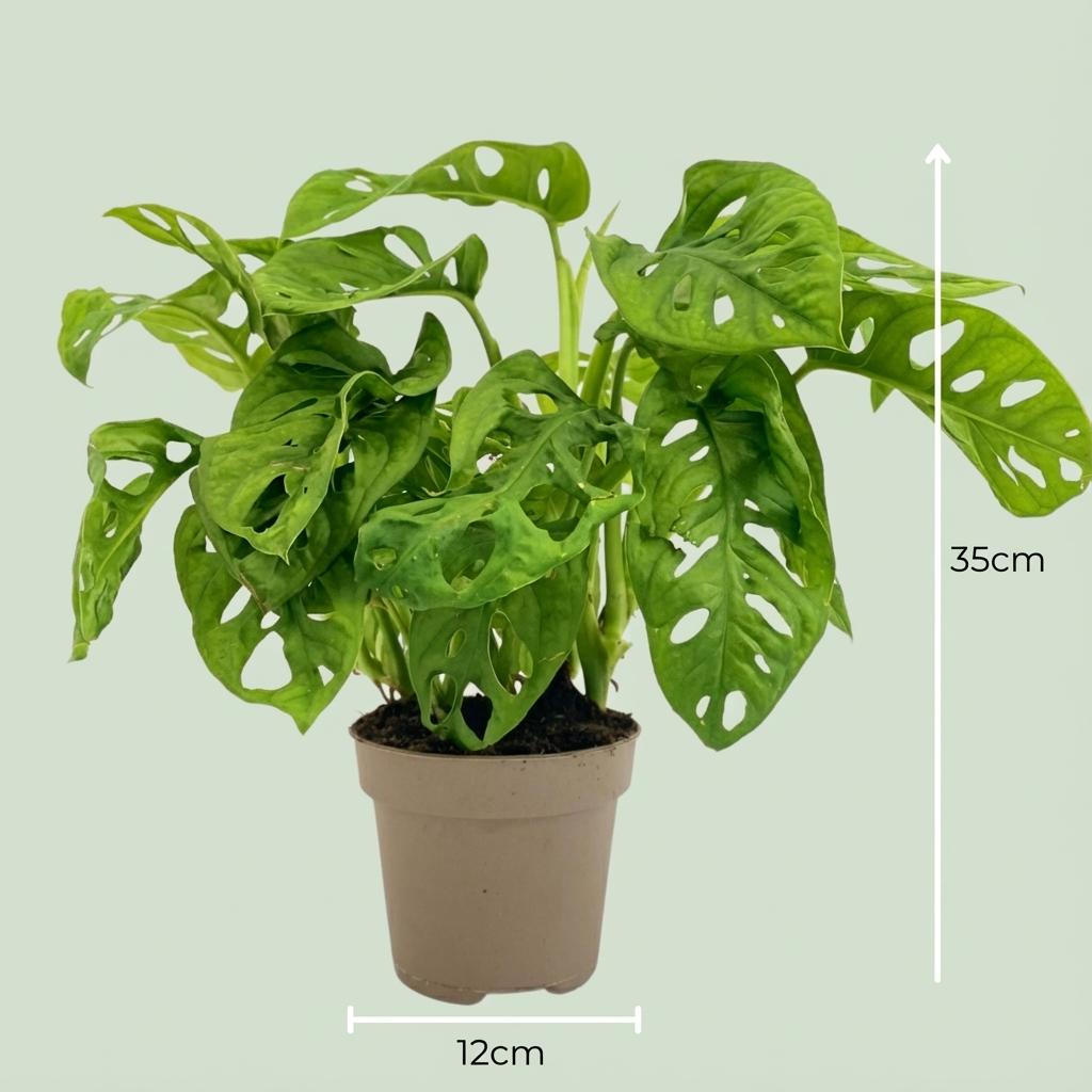 green-guardia-unsere-pflanzen-monstera-monkey-mask-zimmerpflanze-12-cm image 3
