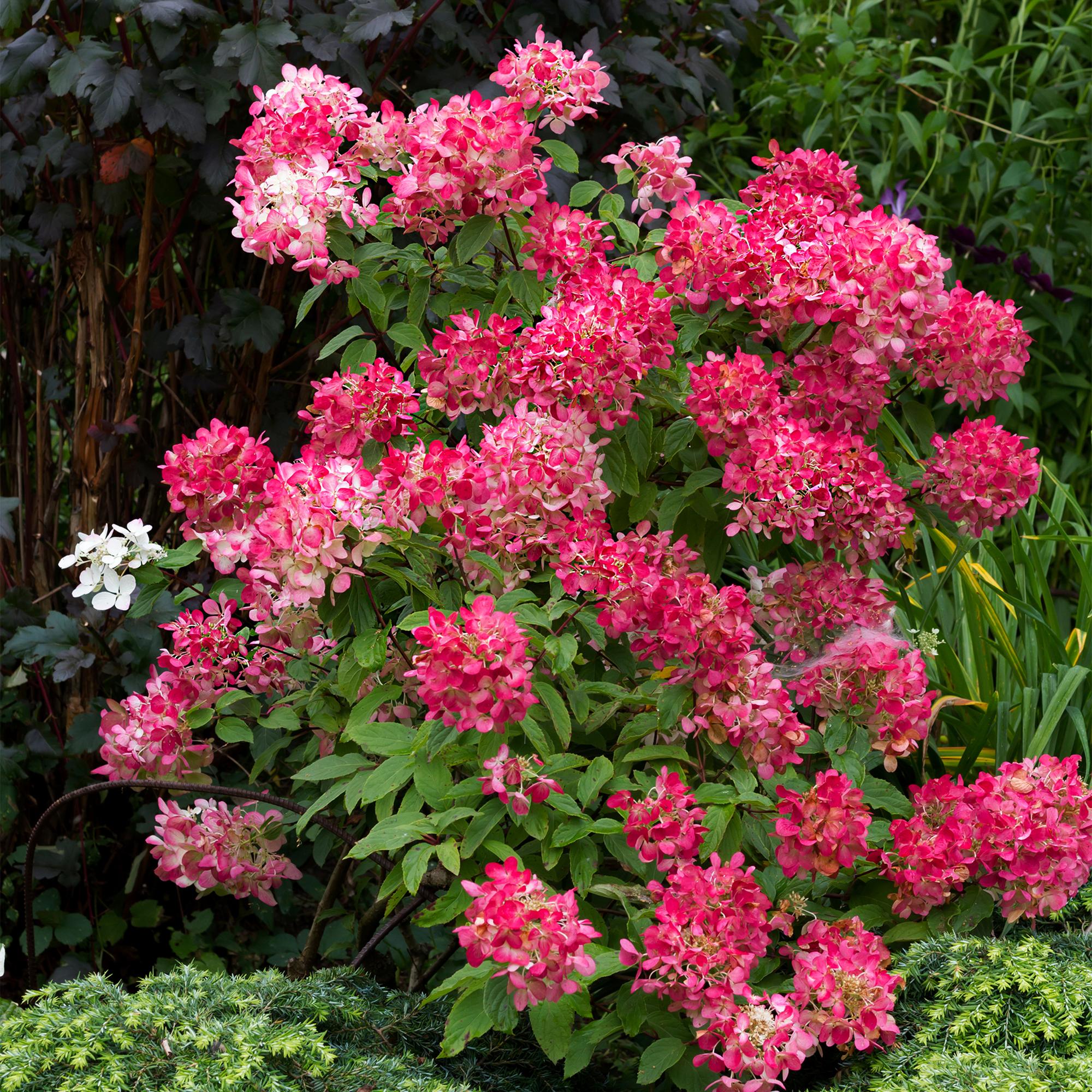 green-guardia-pink-diamond-rispenhortensie-17cm-topf-wei-rosa image 4