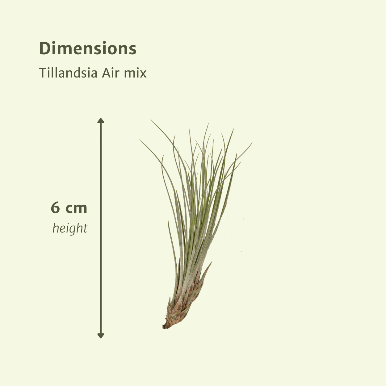 green-guardia-tillandsia-luftpflanzen-mix-20-st-ck-6-cm image 2
