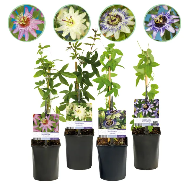 green-guardia-passiflora-rainbow-passionsblume-4-pflanzen-11cm image 1