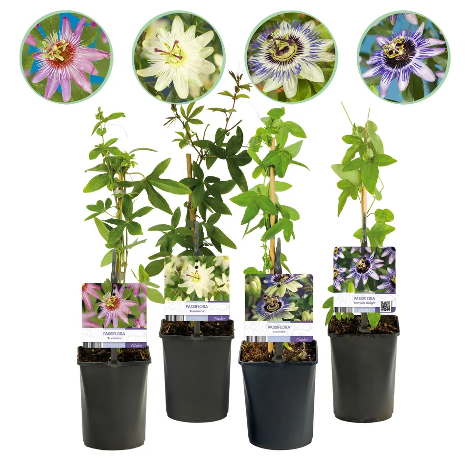 green-guardia-passiflora-rainbow-passionsblume-4-pflanzen-11cm image 1
