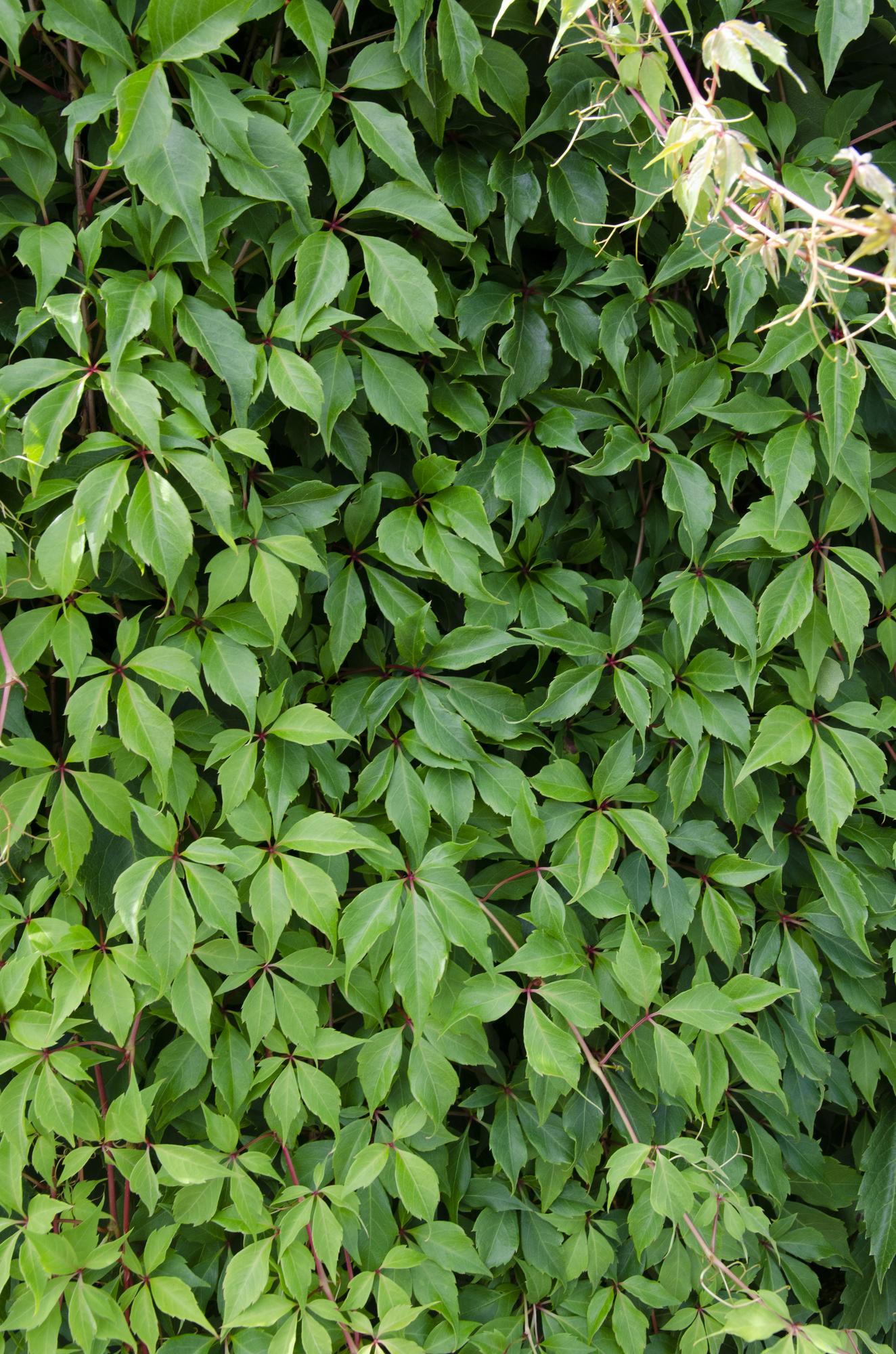 green-guardia-engelmannii-wilder-wein-kletterpflanze-65-cm-15-cm-topf image 4