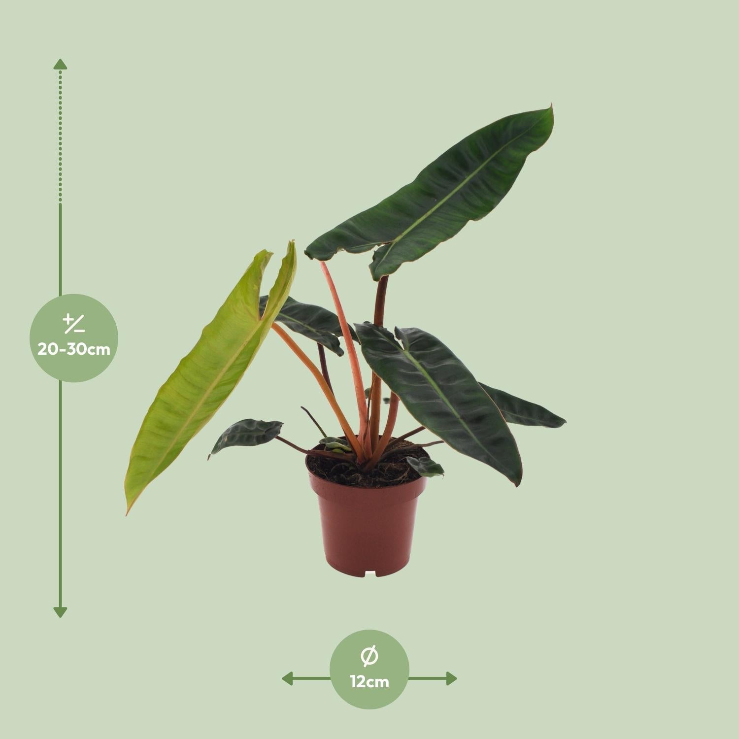 green-guardia-unsere-pflanzen-philodendron-billietiae-baumfreund-12cm image 2