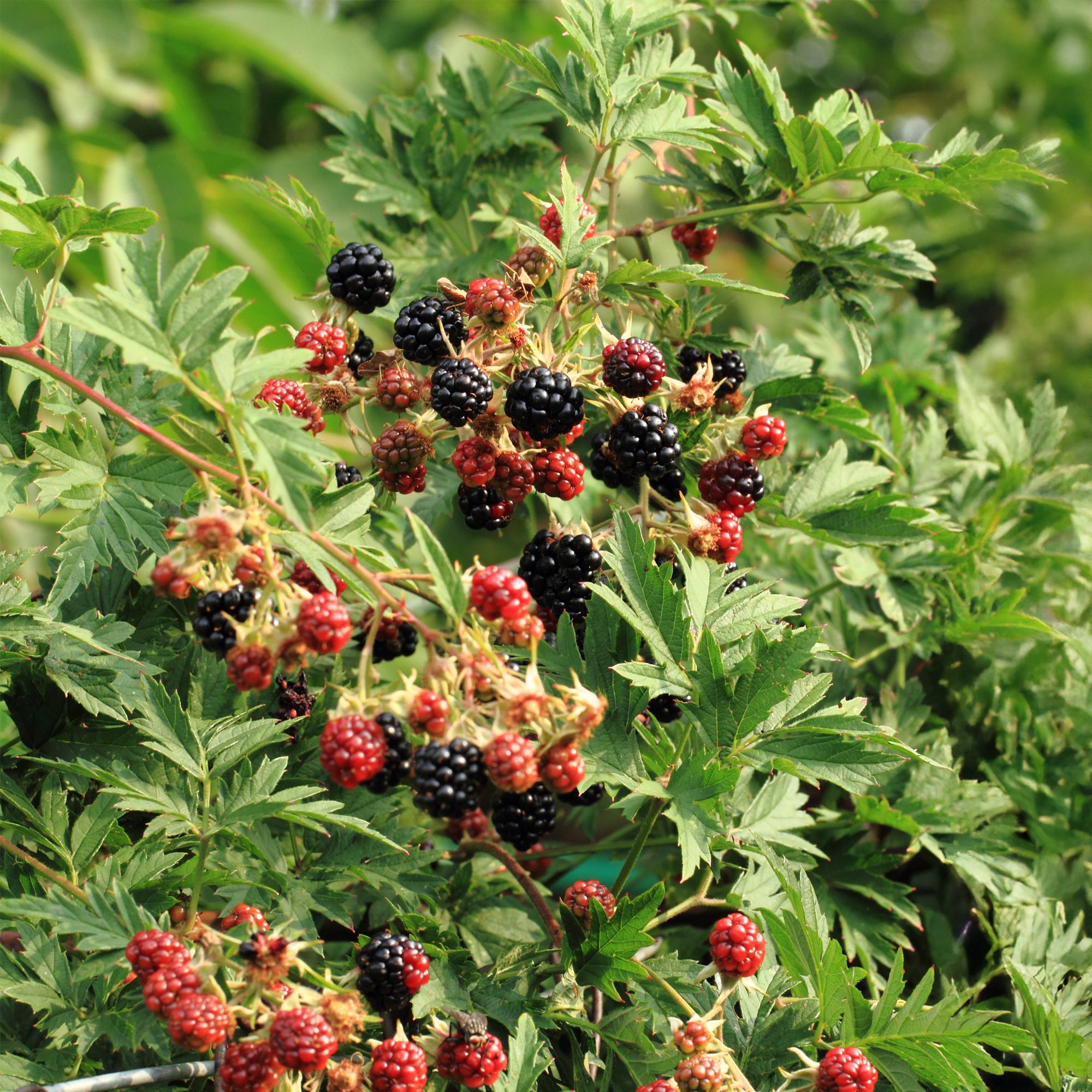 green-guardia-rubus-thornfree-brombeere-dornlos-2-pfl-11cm image 3