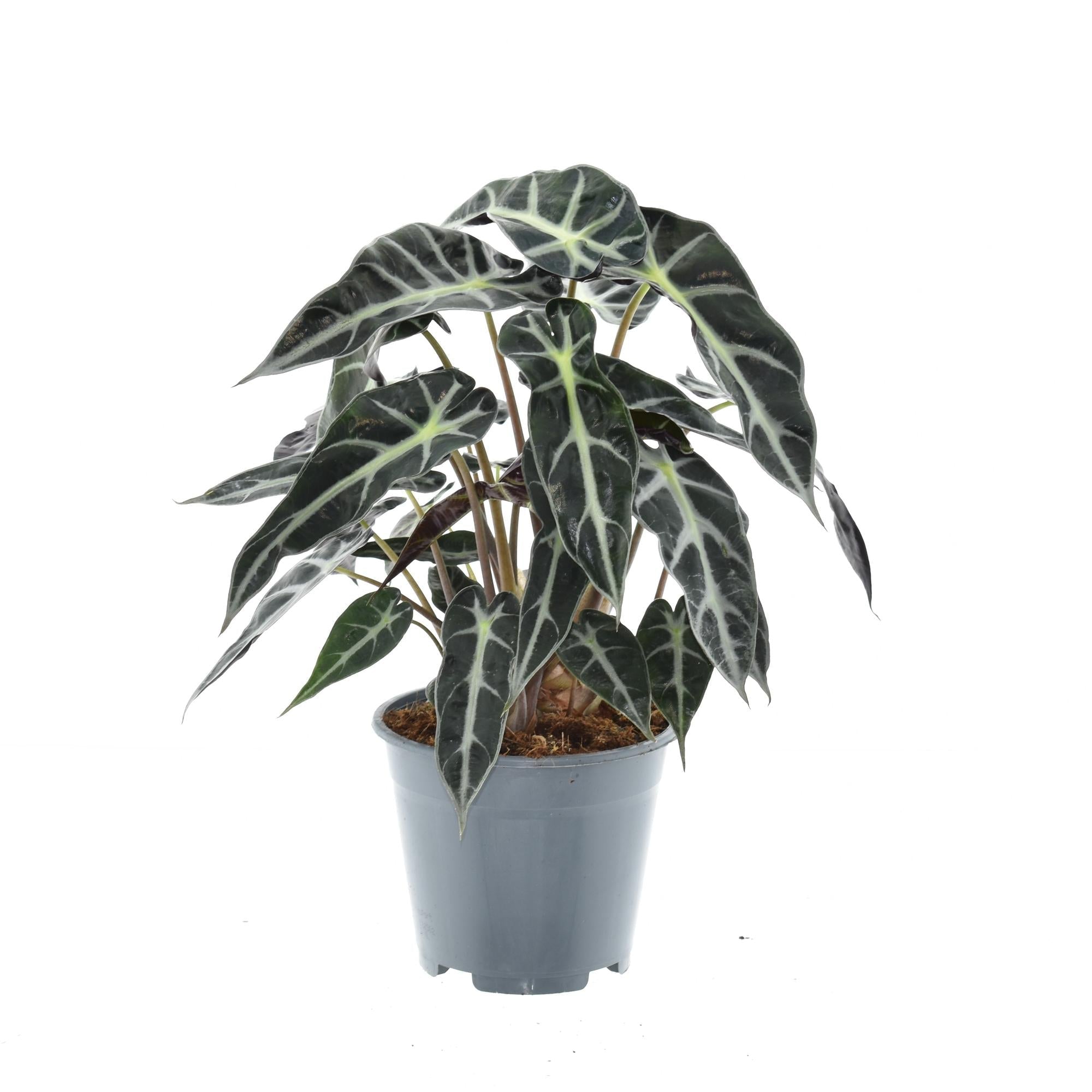 green-guardia-unsere-pflanzen-bambino-arrow-alocasia-14-cm-topf image 1