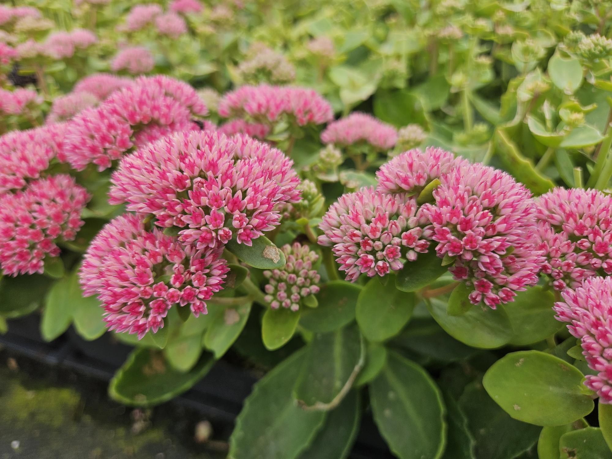 green-guardia-unsere-pflanzen-sedum-herbstfreude-fetthenne-6-pflanzen image 5