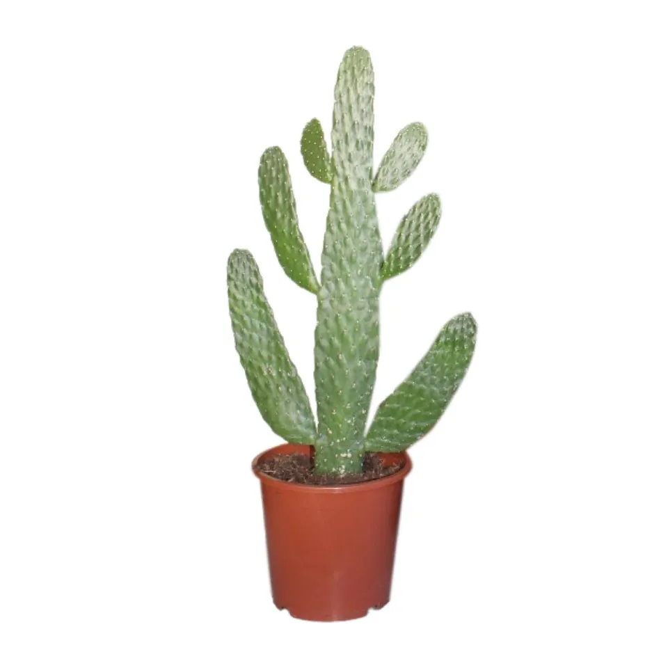 green-guardia-unsere-pflanzen-opuntia-consolea-feigenkaktus-17-cm image 1