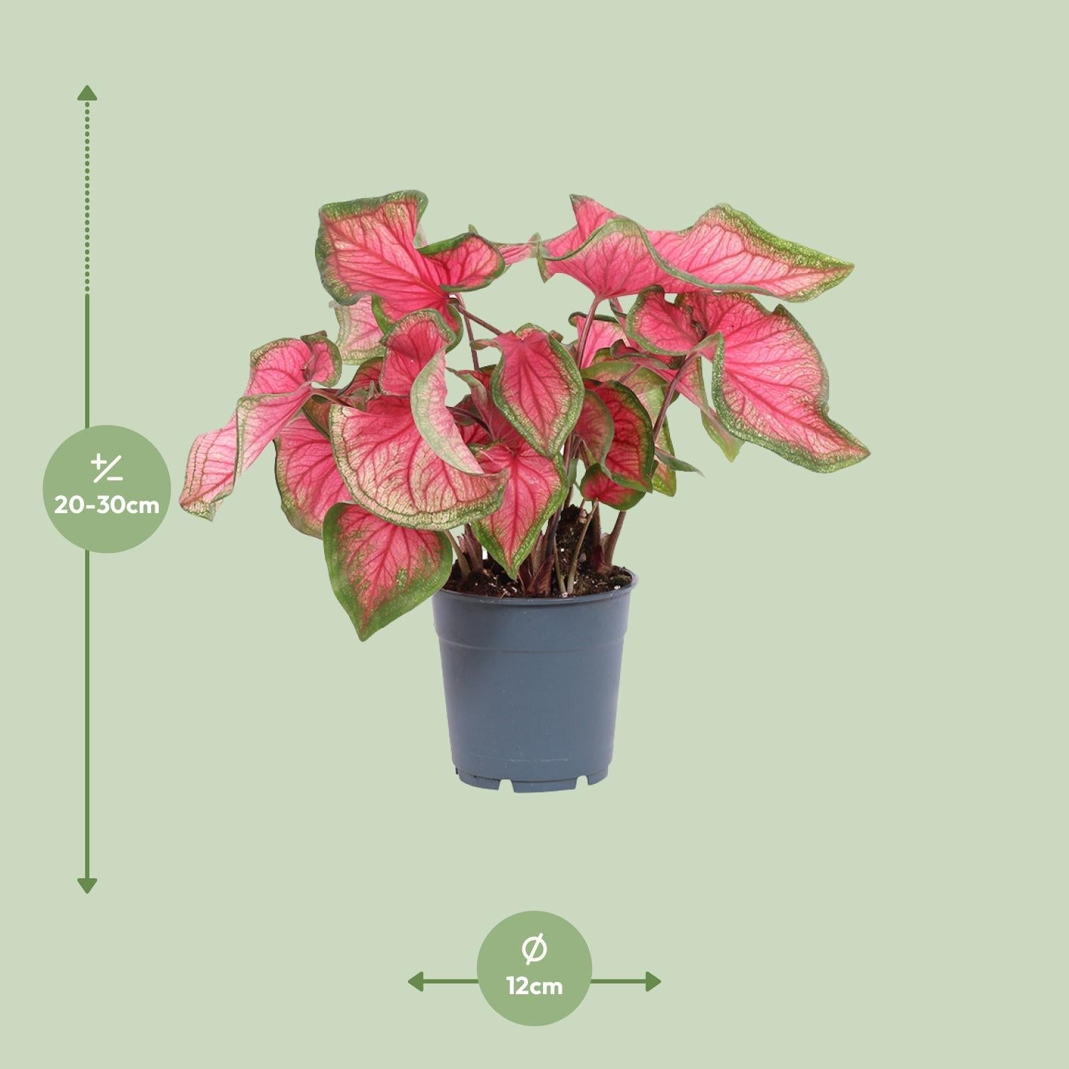 green-guardia-unsere-pflanzen-caladium-zimmerpflanze-sweetheart-12cm-bunt image 2