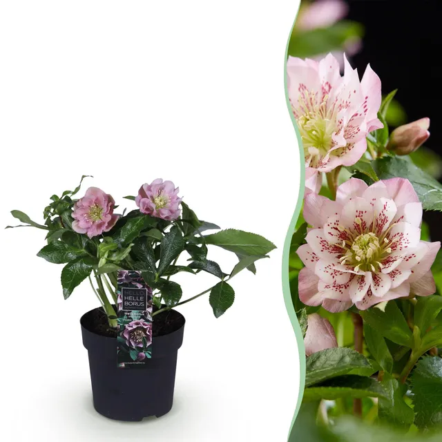 green-guardia-unsere-pflanzen-helleborus-double-ellen-pink-1-pflanze-rosa image 1
