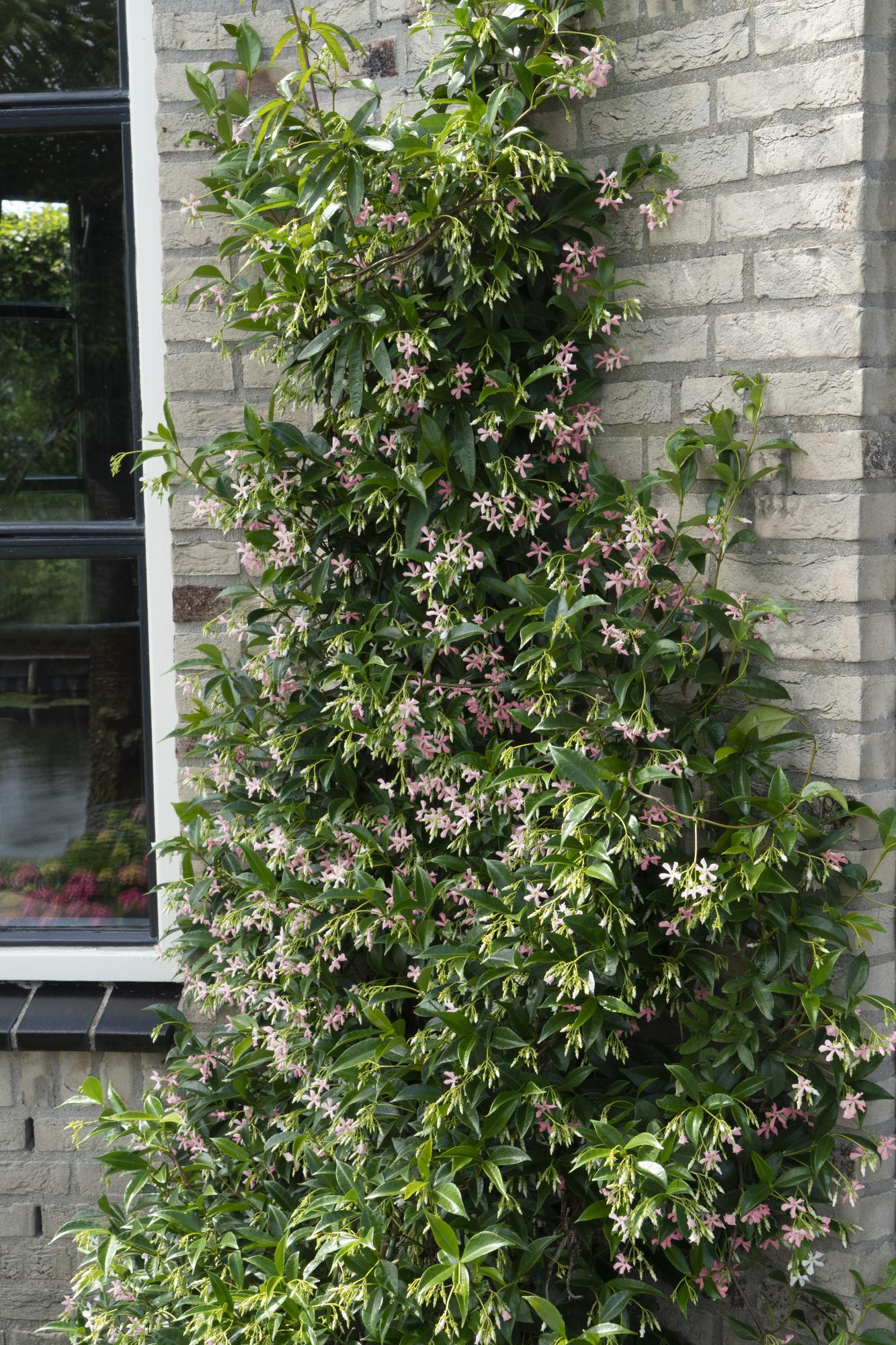 green-guardia-star-of-ibiza-toskanischer-jasmin-1-pflanze-15cm-rosa image 2
