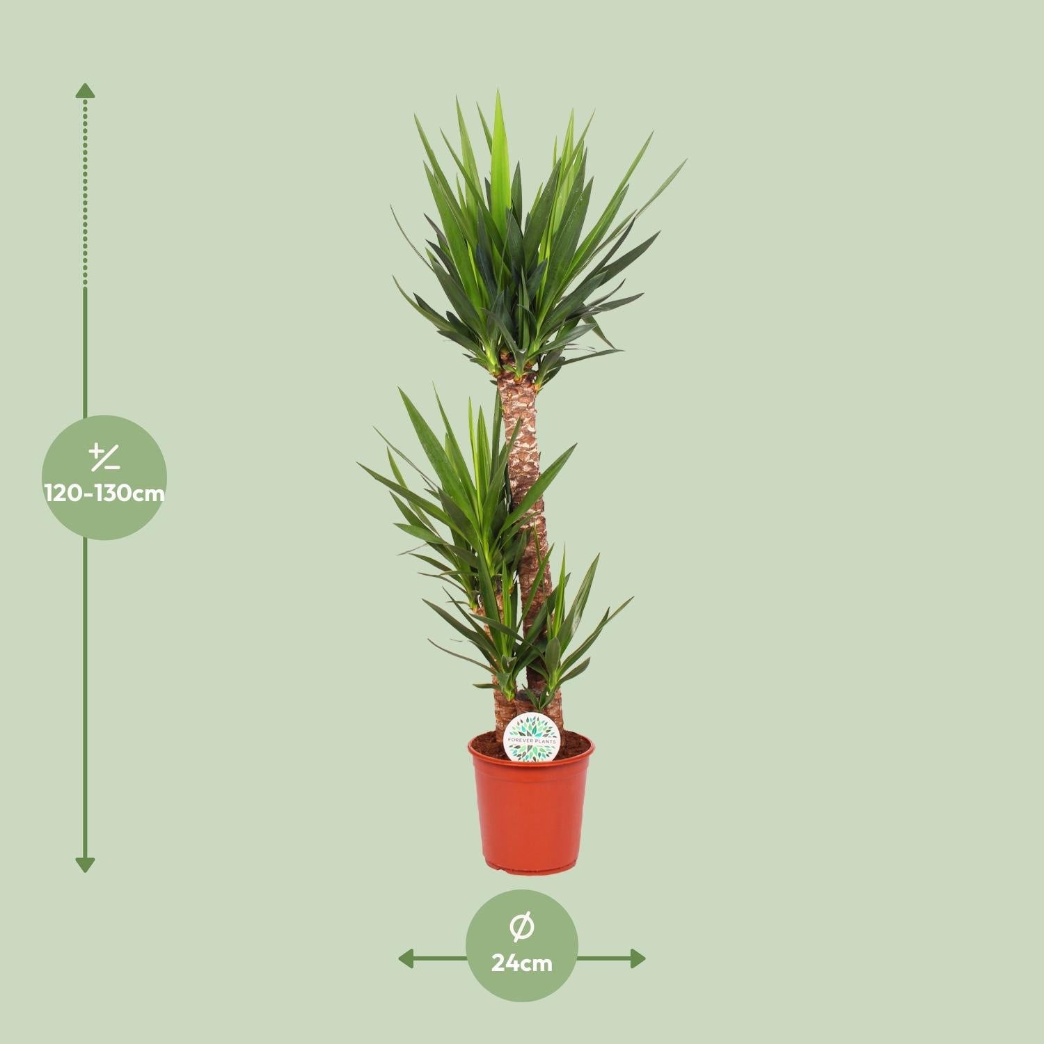 green-guardia-unsere-pflanzen-yucca-elephantipes-palmlilie-85-cm-17cm image 4