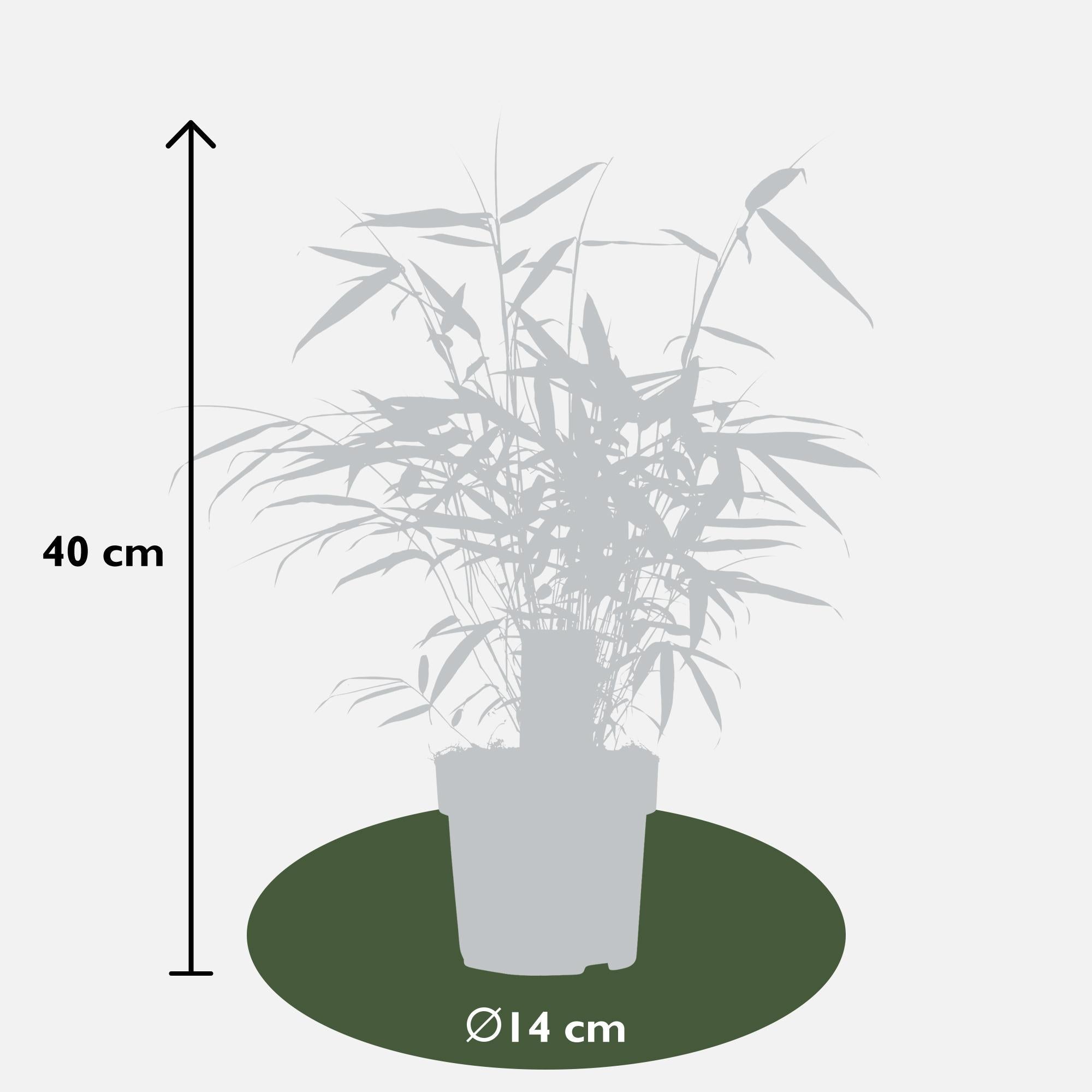 green-guardia-pingwu-fargesia-robusta-bambus-40-cm-im-14-cm-topf image 4
