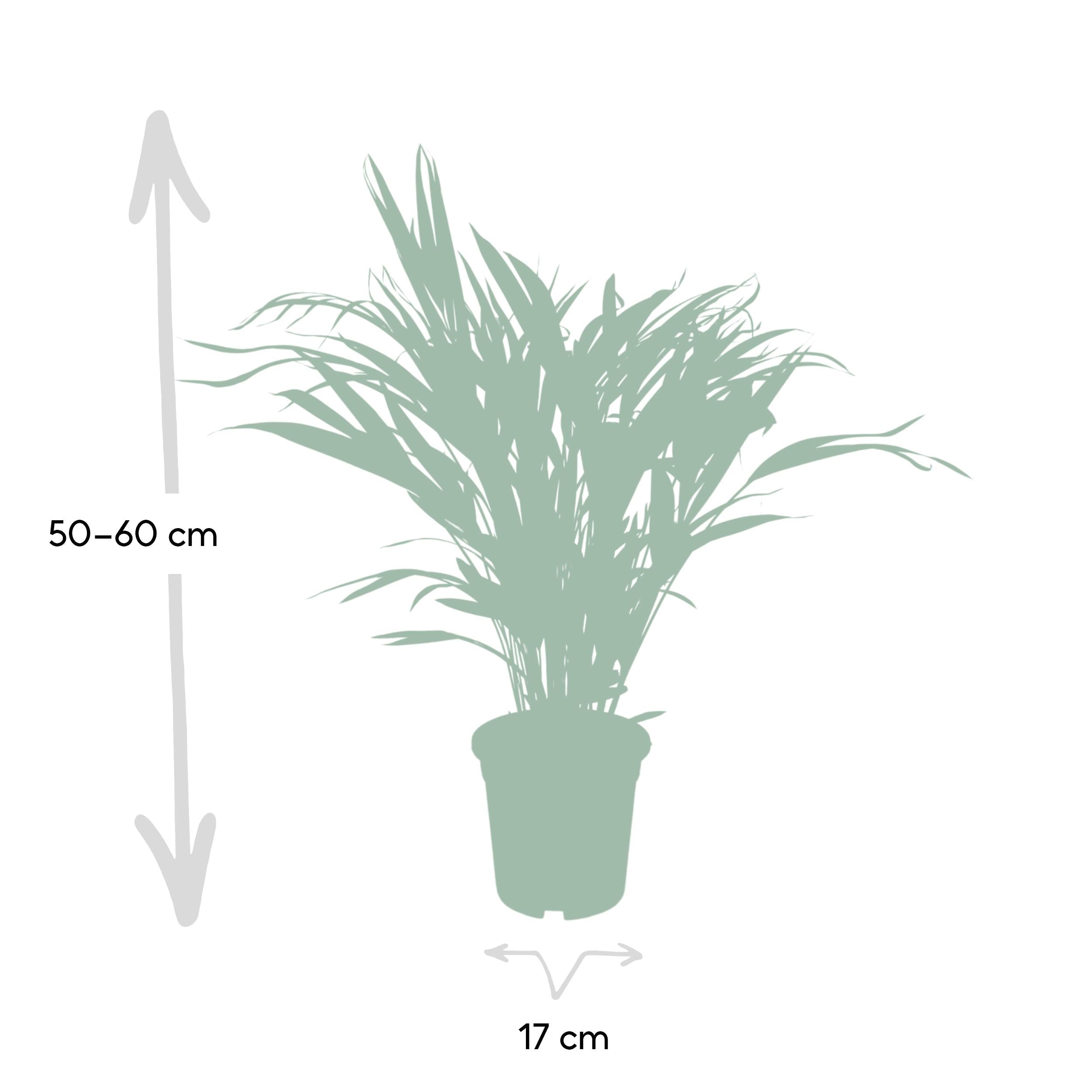 green-guardia-areca-palme-dypsis-lutescens-21cm-110cm-luftreinigend image 4