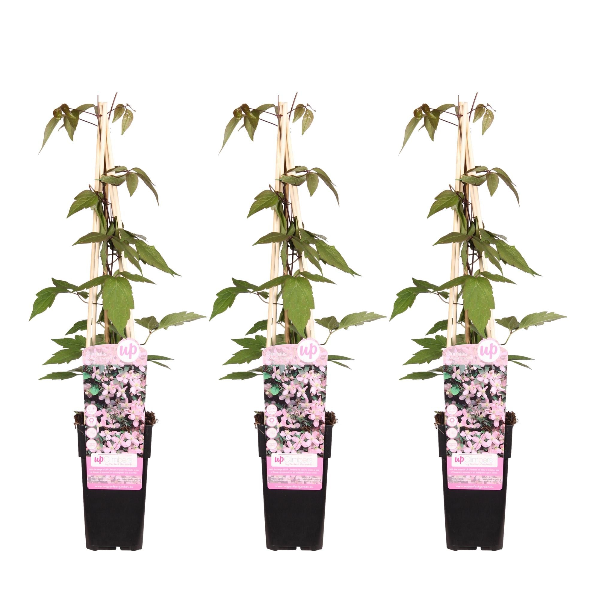 green-guardia-fragrant-spring-clematis-kletterpflanze-hellrosa image 4
