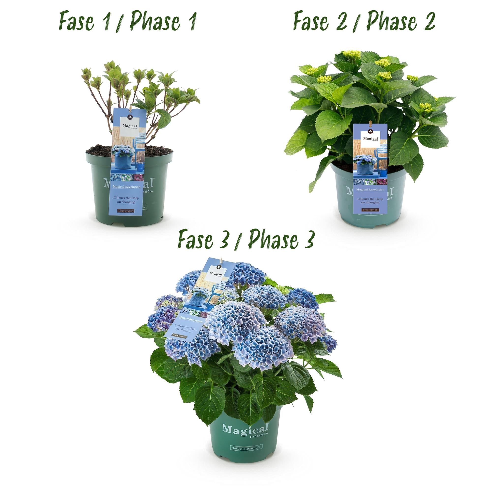 green-guardia-unsere-pflanzen-hortensie-magical-revolution-blue-23cm-topf image 4