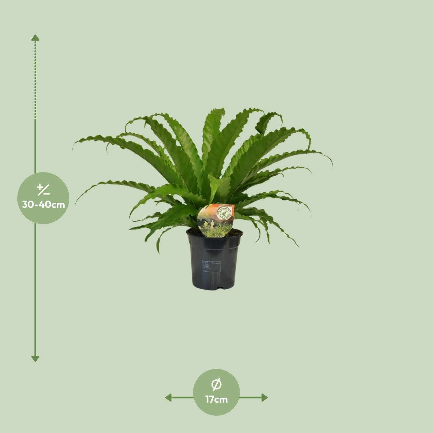 green-guardia-unsere-pflanzen-asplenium-nestfarn-17-cm-45-cm image 6
