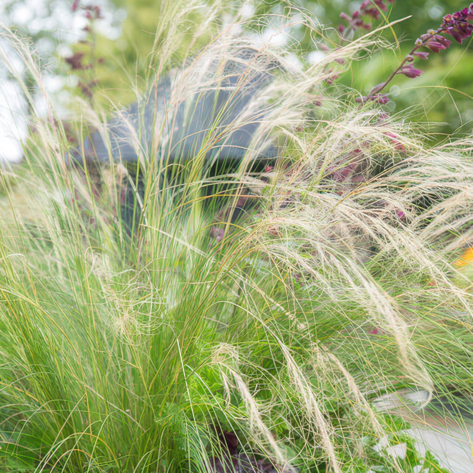 green-guardia-unsere-pflanzen-stipa-federgras-ponytails-9cm-topf image 4