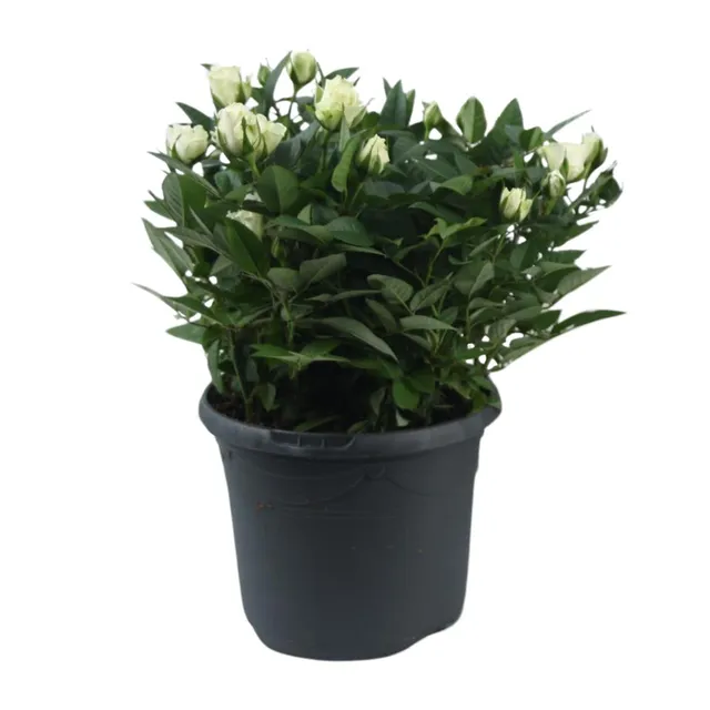 green-guardia-jewel-patio-white-beetrose-weiss-30-cm image 1