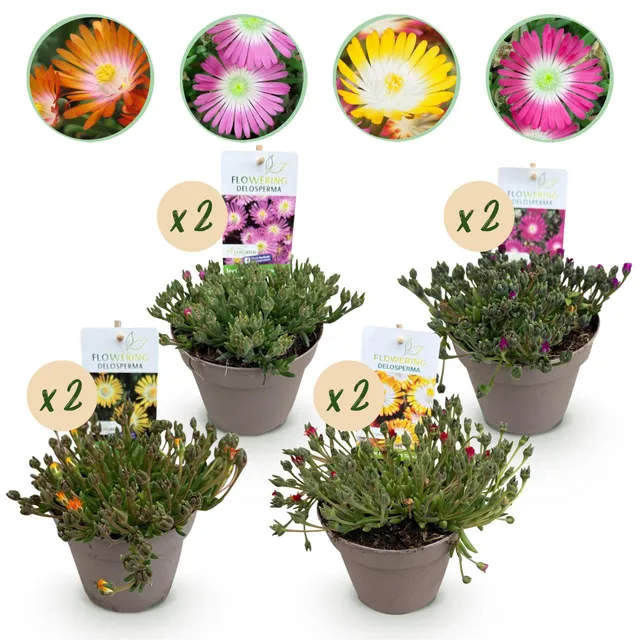 green-guardia-unsere-pflanzen-delosperma-jewel-bodendecker-8-pflanzen-winterhart image 1