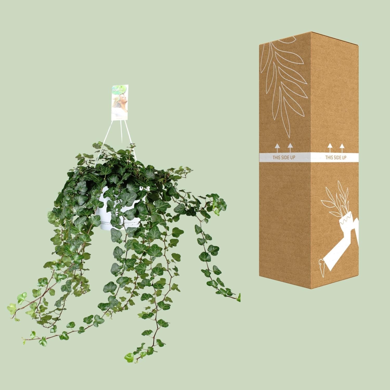 green-guardia-unsere-pflanzen-hedera-wonder-green-efeu-50-cm-immergr-n image 3