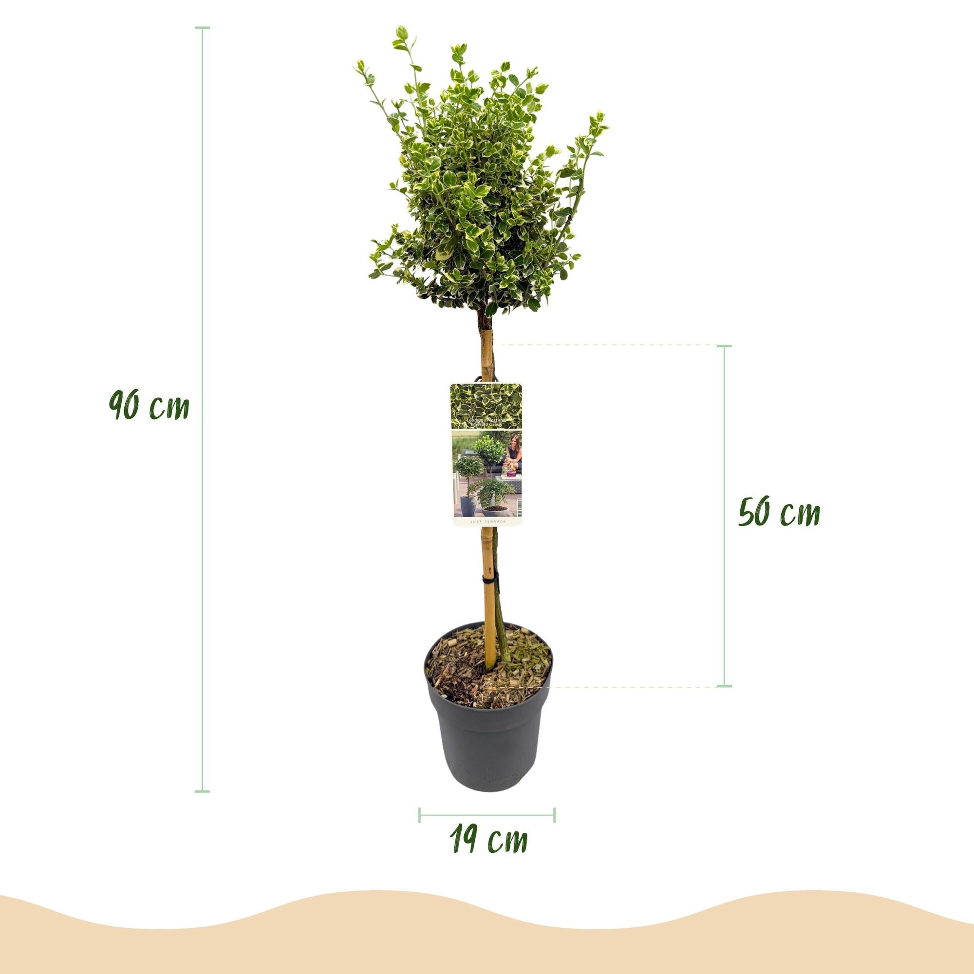green-guardia-euonymus-emerald-gaiety-st-mmchen-90cm image 2