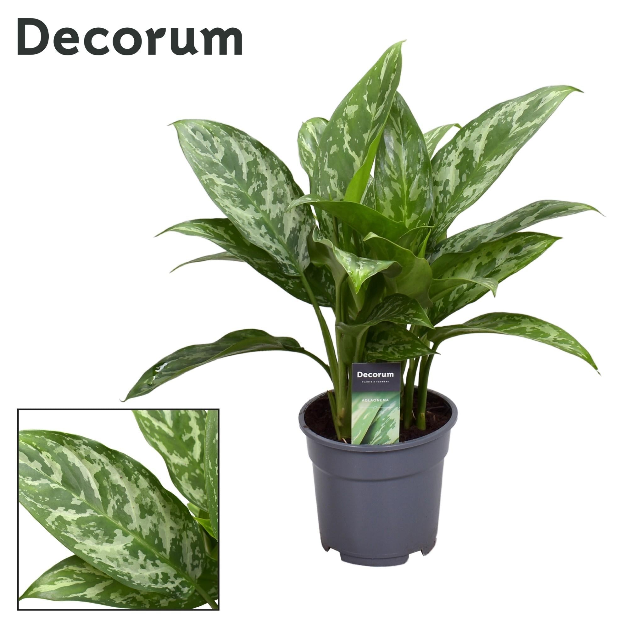 green-guardia-unsere-pflanzen-aglaonema-kolbenfaden-zimmerpflanze-35-80-cm image 6